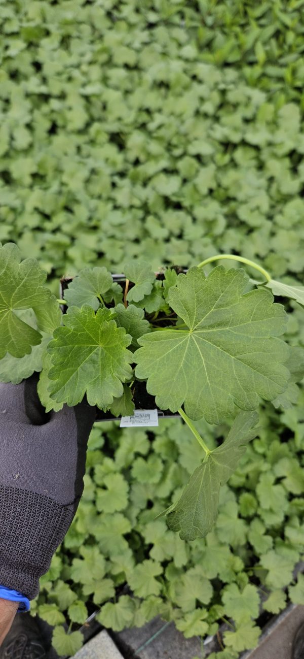 Sidalcea 'Shimmer' Sidalcea 'Shimmer