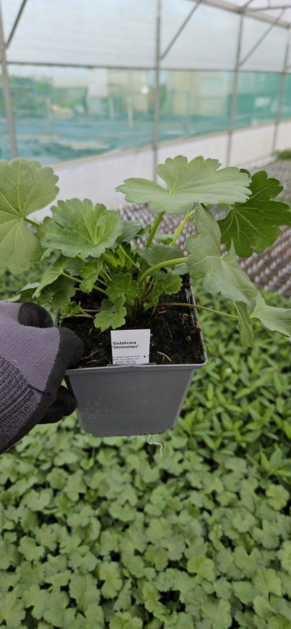 Sidalcea 'Shimmer' 2 Sidalcea 'Shimmer