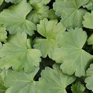 Sidalcea 'Shimmer