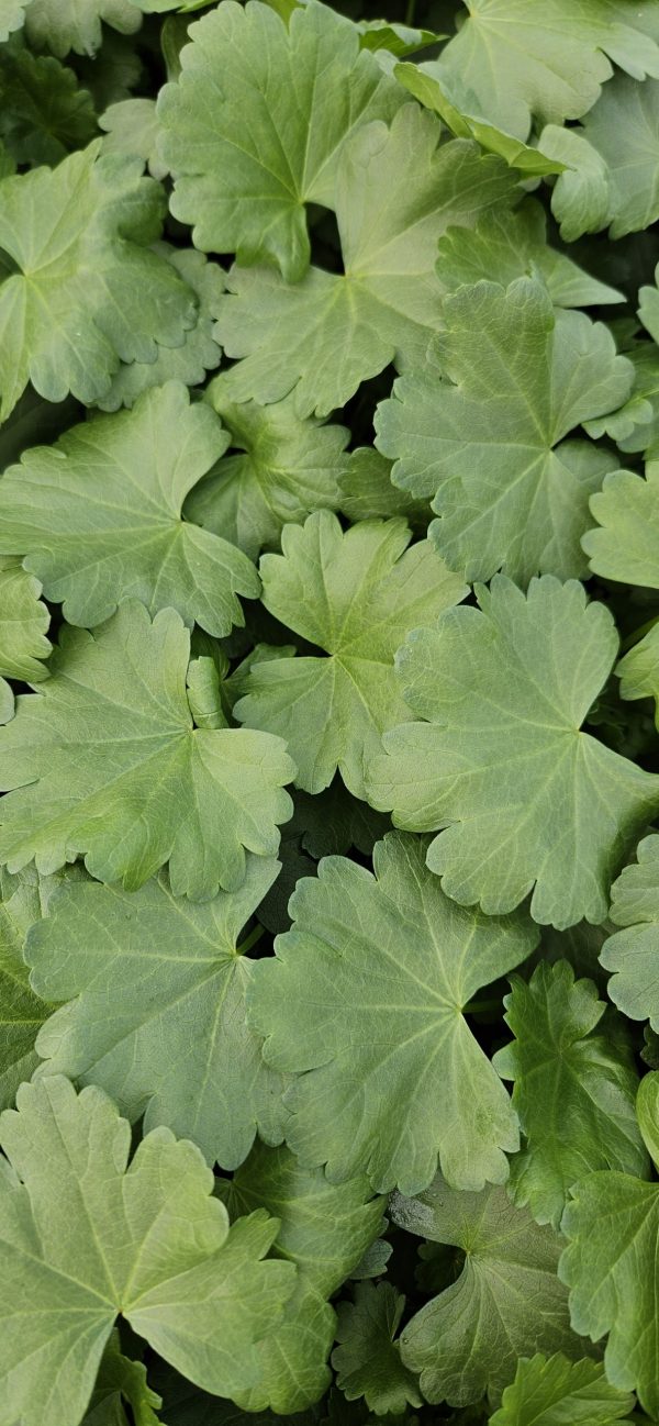 Sidalcea 'Shimmer' 3 Sidalcea 'Shimmer