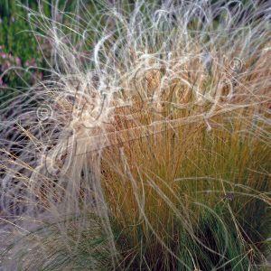 Stipa pulcherrima