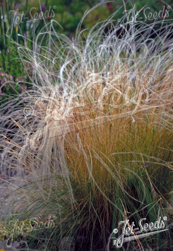 Stipa pulcherrima Stipa pulcherrima