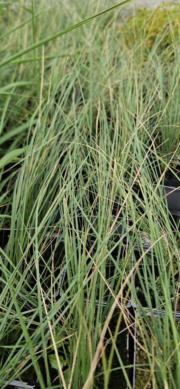 Stipa pulcherrima2 Stipa pulcherrima