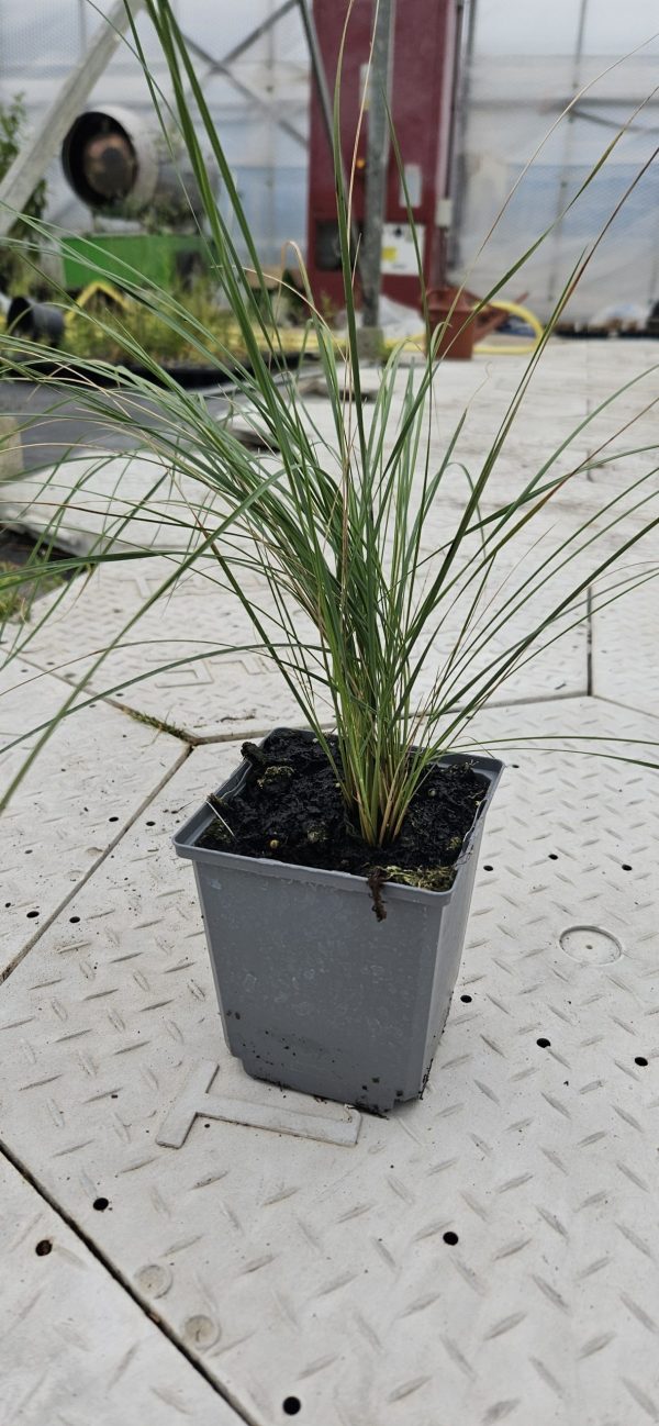 Stipa pulcherrima3 Stipa pulcherrima