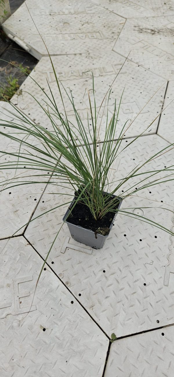 Stipa pulcherrima4 Stipa pulcherrima