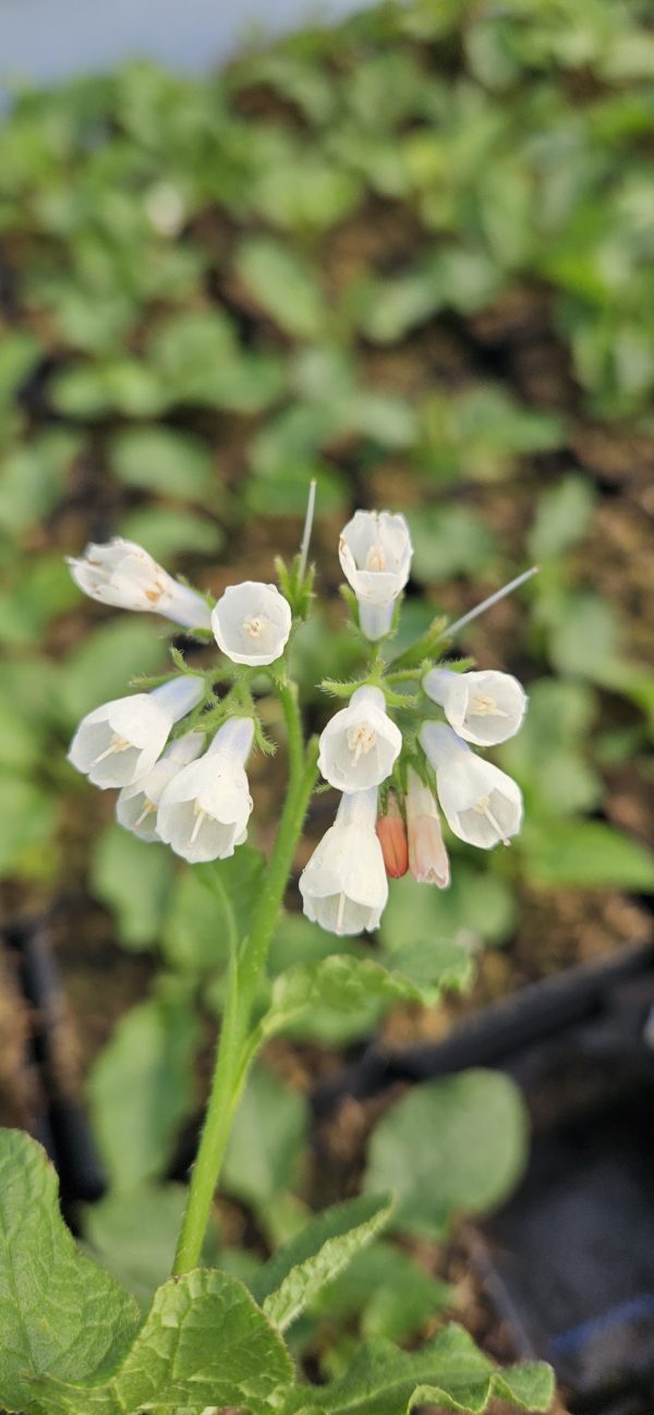 Symphytum ibericum 'Wisley Blue'2 Symphytum ibericum 'Wisley Blue'