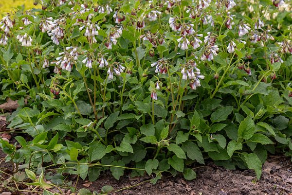 Symphytum ibericum 'Wisley Blue'3 Symphytum ibericum 'Wisley Blue'