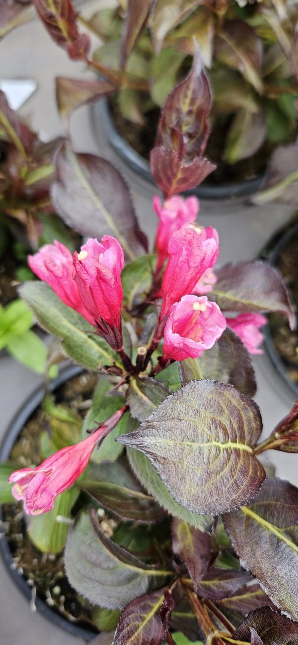 Weigela florida 'Alexandra'