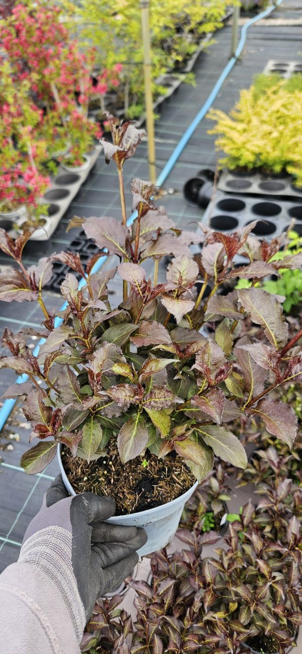 Weigela florida 'Alexandra'