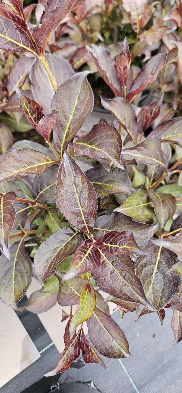 Weigela florida 'Alexandra'