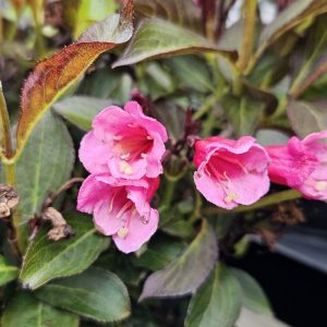 Weigela florida 'Alexandra'