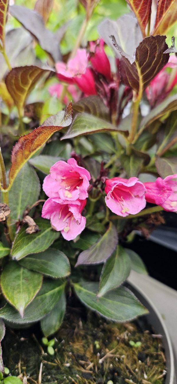 Weigela florida 'Alexandra'