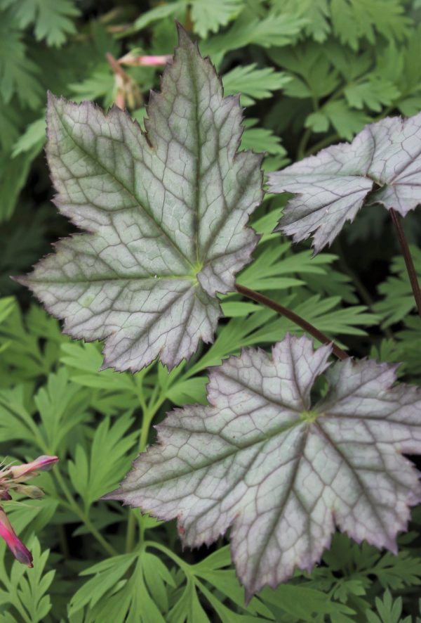 Actaea japonica 'Silver Blush' Actaea japonica 'Silver Blush'