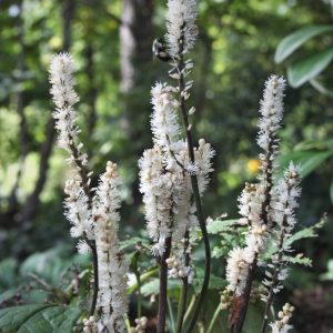 Actaea japonica 'Silver Blush'