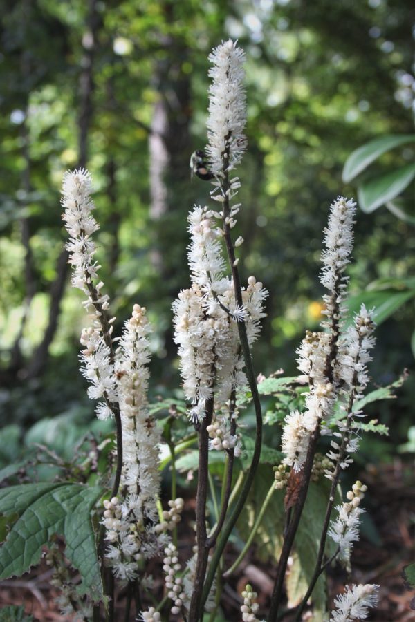 Actaea japonica 'Silver Blush'2 Actaea japonica 'Silver Blush'