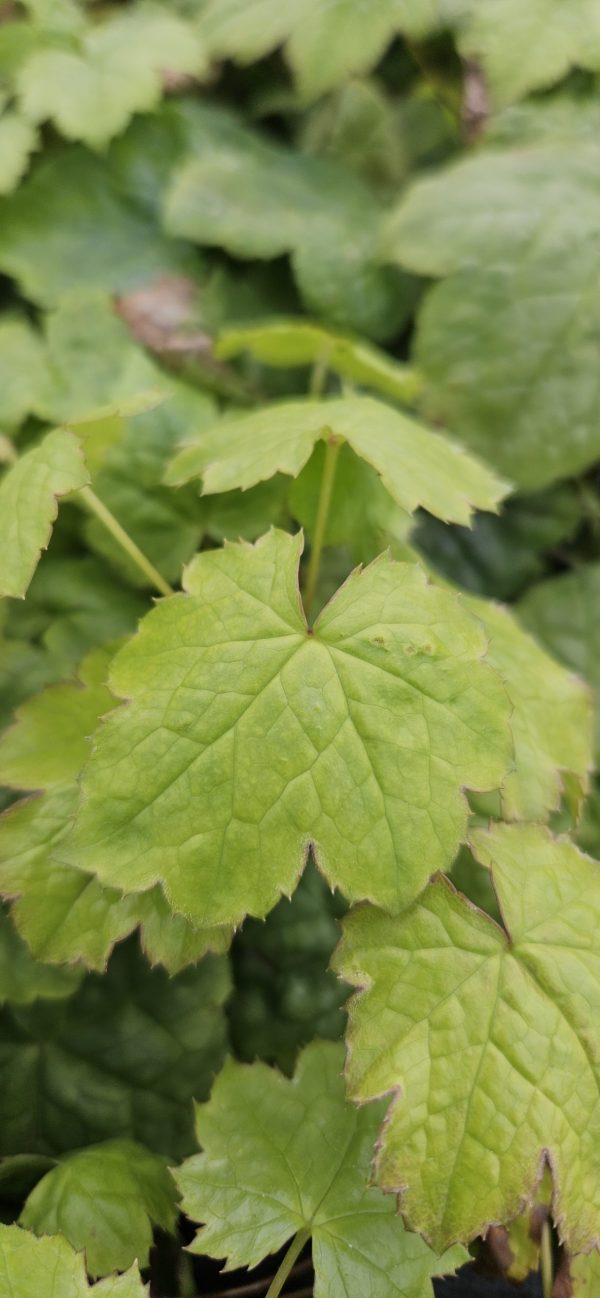 Actaea japonica 'Silver Blush'3 Actaea japonica 'Silver Blush'
