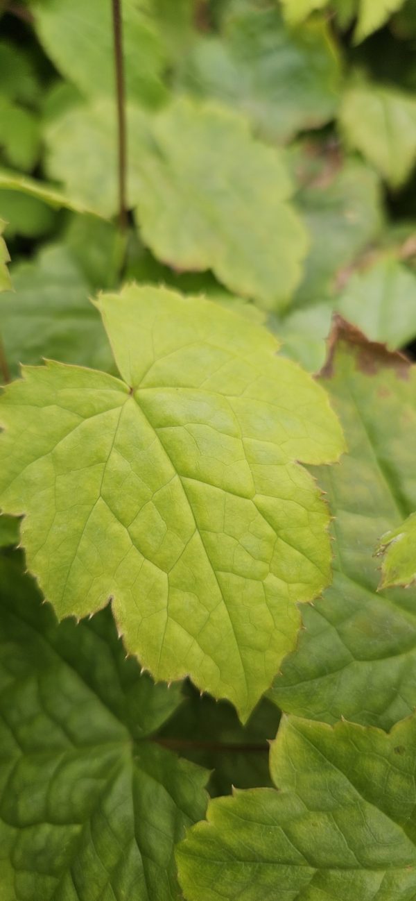 Actaea japonica 'Silver Blush'4 Actaea japonica 'Silver Blush'