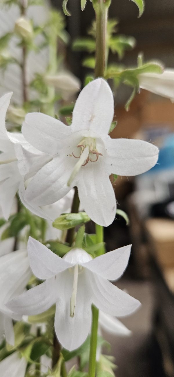 Adenophora perskiifolia 'White Blaze' Adenophora perskiifolia 'White Blaze'