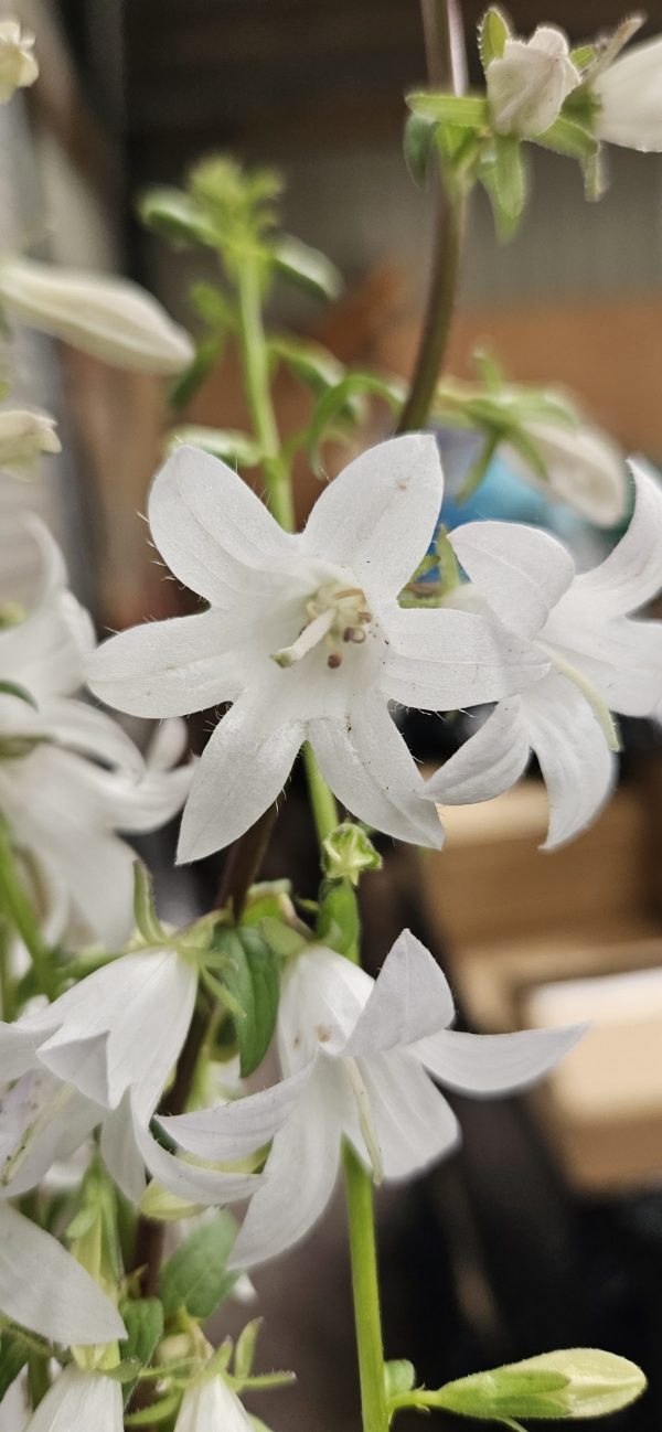Adenophora perskiifolia 'White Blaze'3 Adenophora perskiifolia 'White Blaze'
