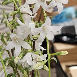 Adenophora perskiifolia 'White Blaze'