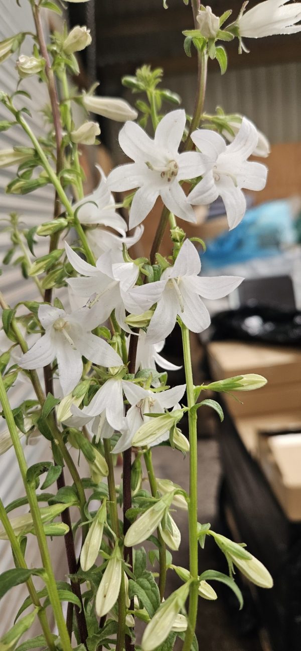 Adenophora perskiifolia 'White Blaze'4 Adenophora perskiifolia 'White Blaze'