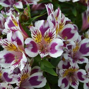 Alstroemeria 'Inca Magic'
