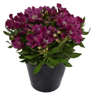 Alstroemeria 'Inca Noble'
