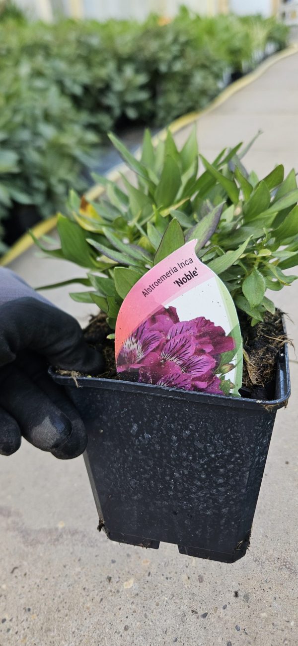 Alstroemeria 'Inca Noble'2 Alstroemeria 'Inca Noble'