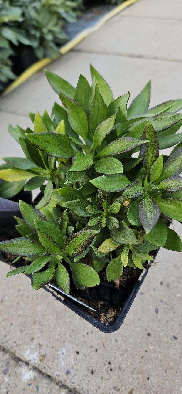 Alstroemeria 'Inca Noble'3 Alstroemeria 'Inca Noble'