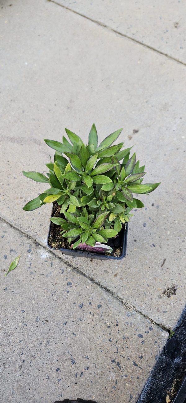 Alstroemeria 'Inca Noble'4 Alstroemeria 'Inca Noble'