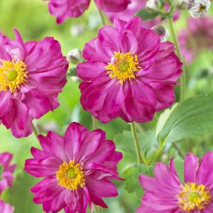 Anemone × hybrida 'Pretty Lady Julia'