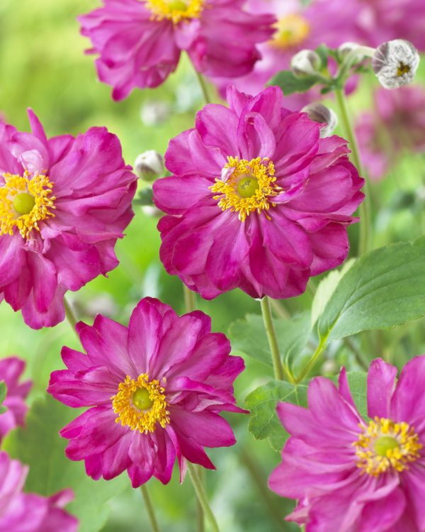 Anemone Pretty Lady Julia Anemone × hybrida 'Pretty Lady Julia'