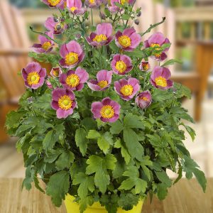 Anemone × hybrida 'Pretty Lady Diana' PBR