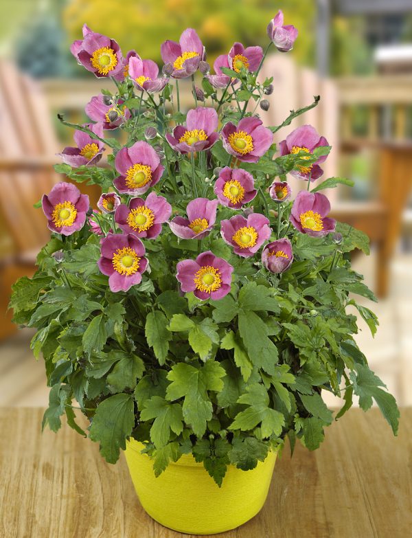 Anemone × hybrida 'Pretty Lady Diana' PBR (Pretty Lady Series) Anemone × hybrida 'Pretty Lady Diana' PBR