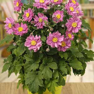 Anemone × hybrida 'Pretty Lady Emily'