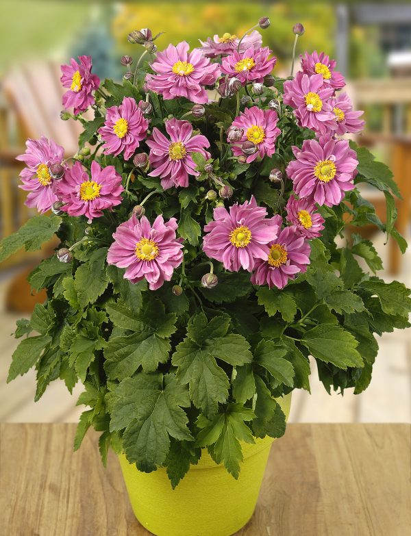 Anemone × hybrida 'Pretty Lady Emily' PBR (Pretty Lady Series) Anemone × hybrida 'Pretty Lady Emily'