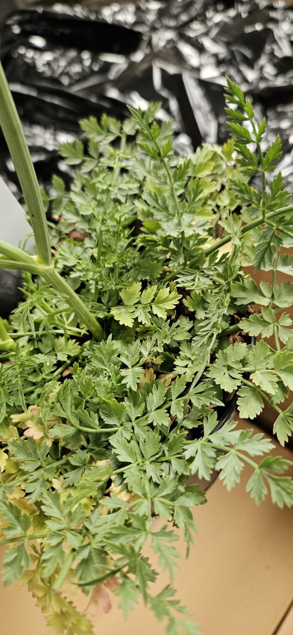 Bunium ferulaceum Bunium ferulaceum