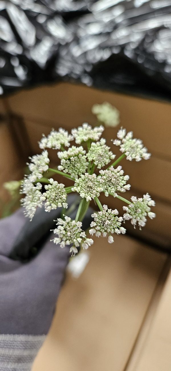 Bunium ferulaceum 2 Bunium ferulaceum