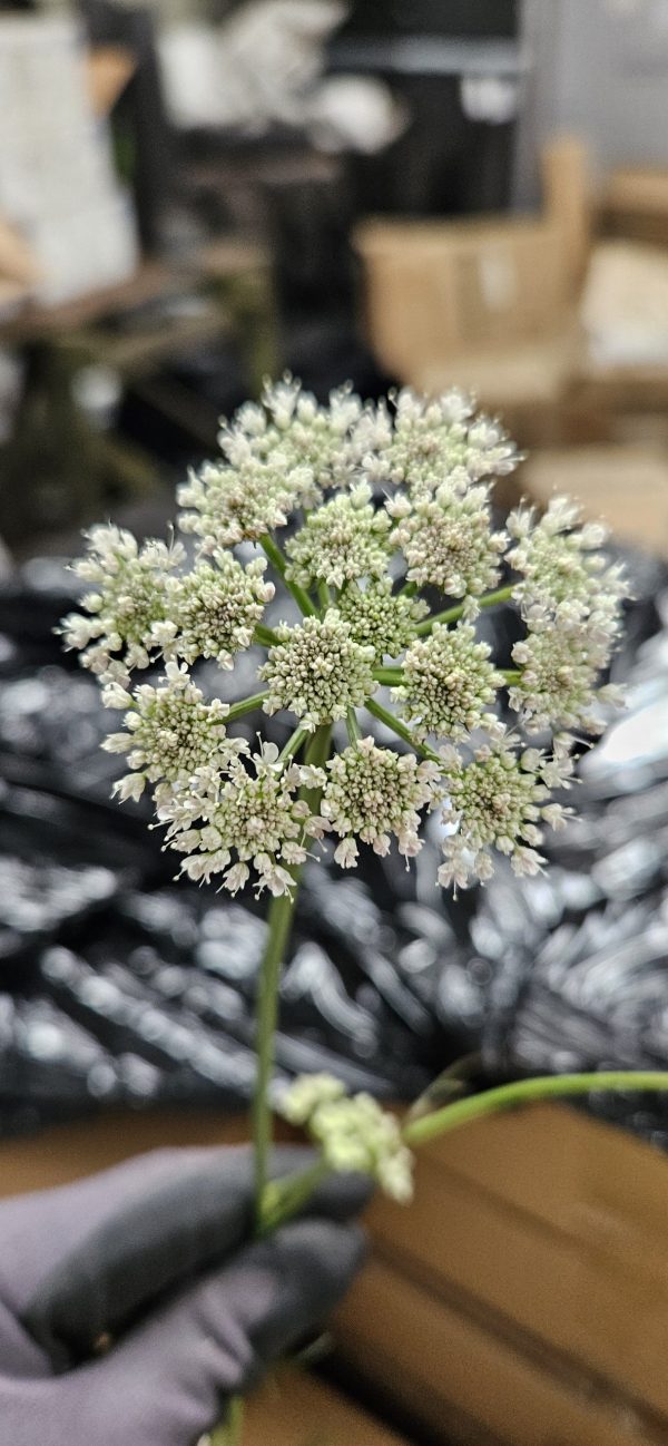 Bunium ferulaceum 3 Bunium ferulaceum