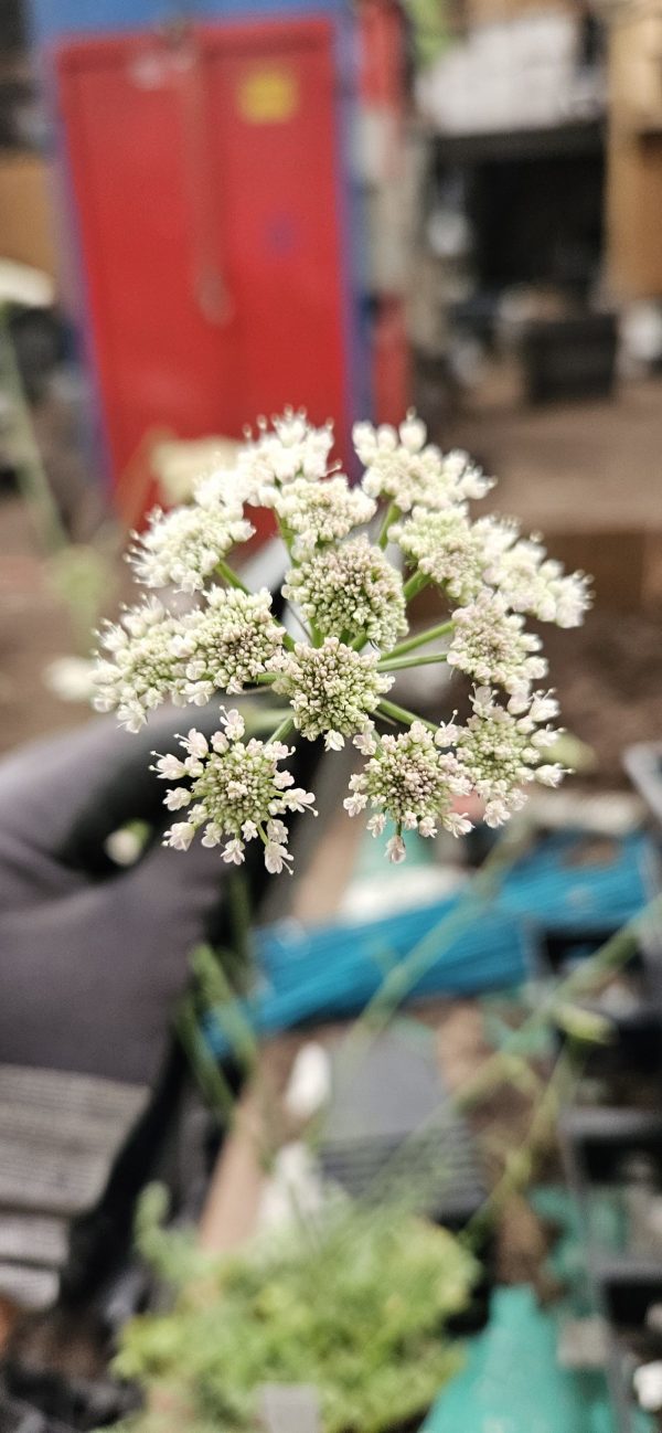 Bunium ferulaceum 4 Bunium ferulaceum