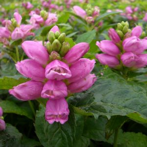 Chelone obliqua 'Lipstick'