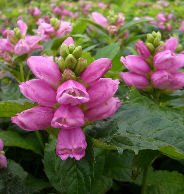 Chelone obliqua 'Lipstick' Chelone obliqua 'Lipstick'
