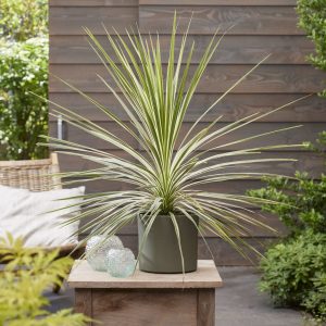 Cordyline 'Lime Passion'