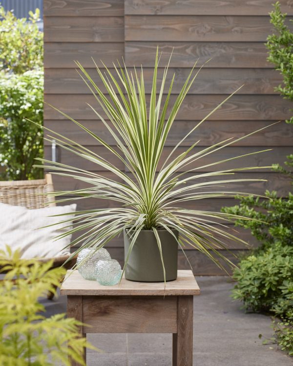 Cordyline Lime Passion Cordyline 'Lime Passion'
