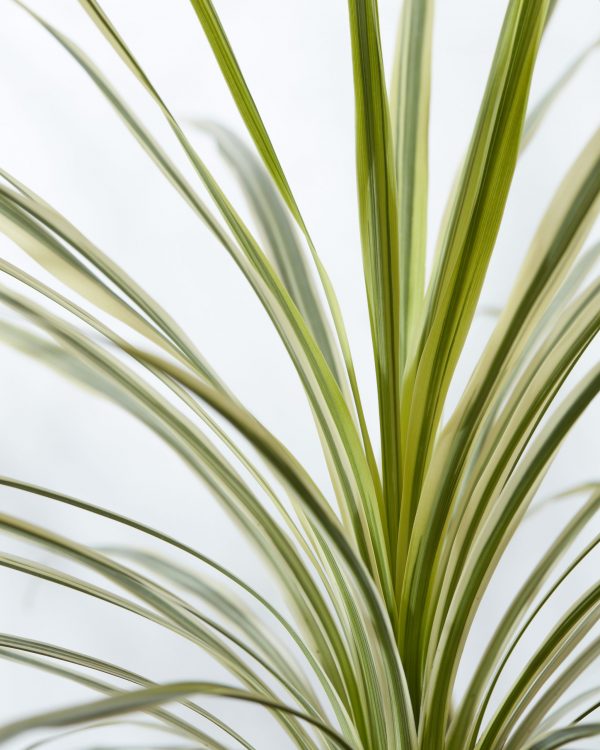 Cordyline Lime Passion Cordyline 'Lime Passion'