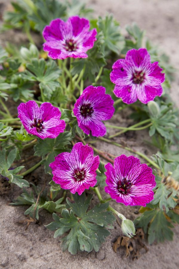 Geranium-Jolly-Jewel-Lilac®- Geranium cinereum ‘Jolly Jewel Lilac'