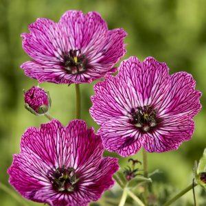 Geranium cinereum ‘Jolly Jewel Lilac'