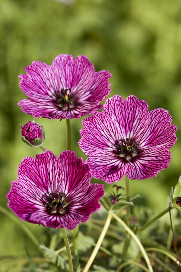 Geranium-Jolly-Jewel-Lilac® Geranium cinereum ‘Jolly Jewel Lilac'