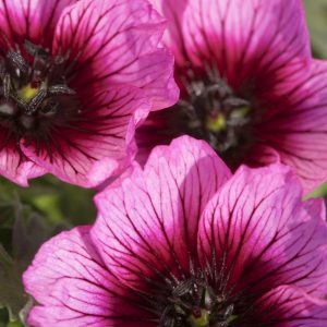Geranium cinereum ‘Jolly Jewel Violet'