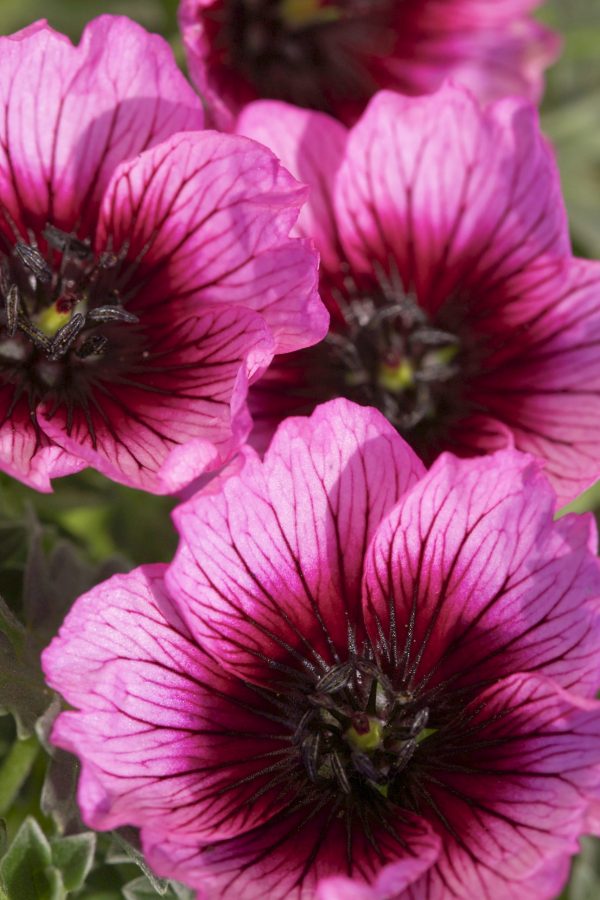 Geranium cinereum ‘Jolly Jewel Violet' Geranium cinereum ‘Jolly Jewel Violet'